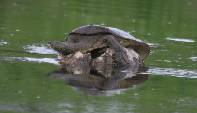 soft shell