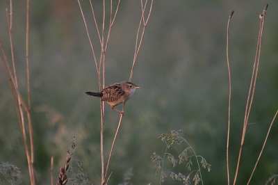  sedge wren